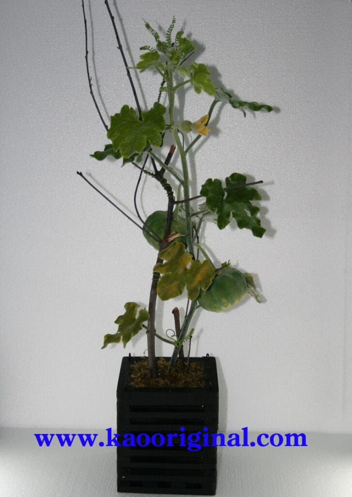 Pumkin (13)