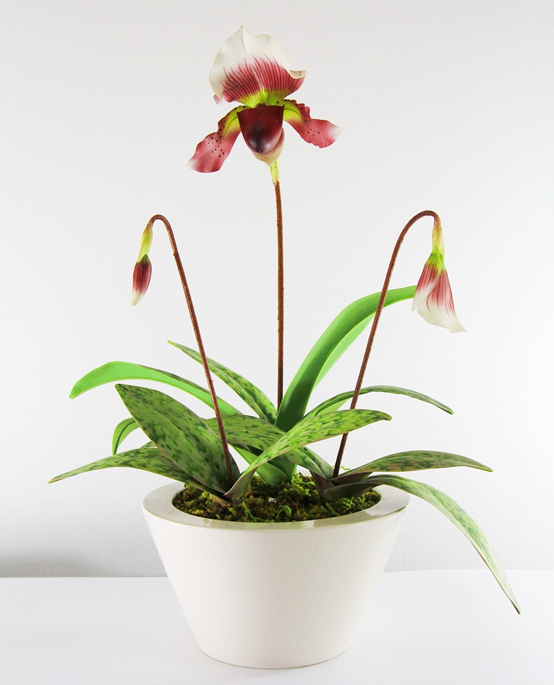 Lady'sSlipper062 Clay Lady’s Slipper Orchid Paphiopedilum Flower 3 3/8" 