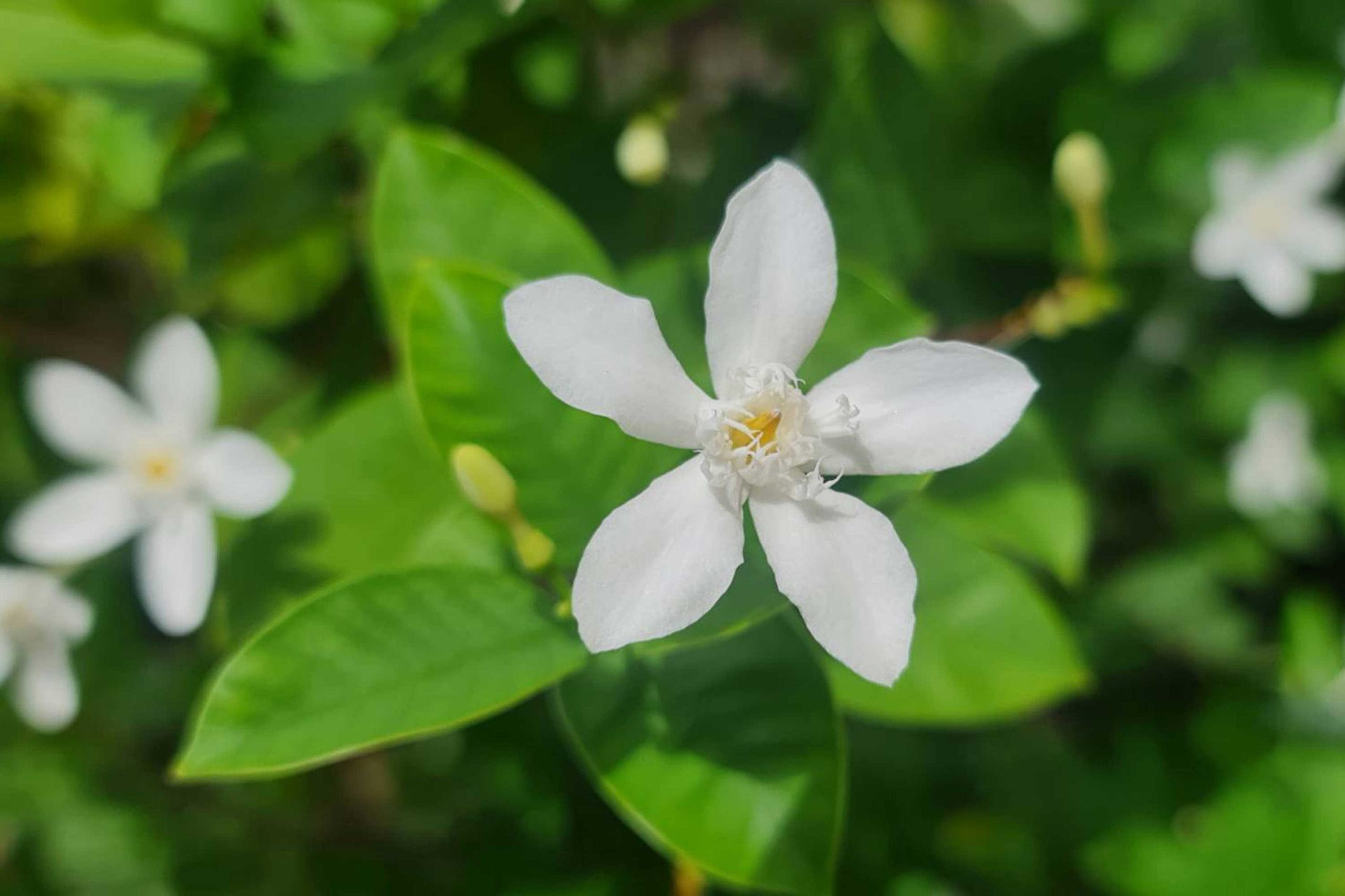 Wrightia antidysenterica<br> ดอกพุดพิชญา ( ดอกไม้ทั่วไป ) <br> SKU: 3370 - Image 48